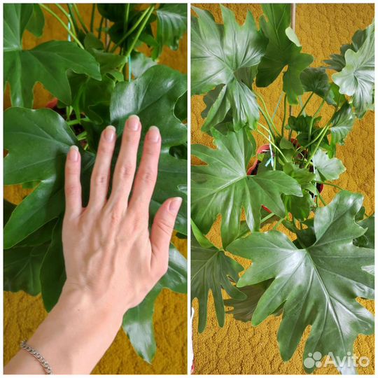 Комнатные растения #1