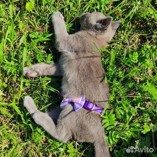 Бурманские котята голубого окраса