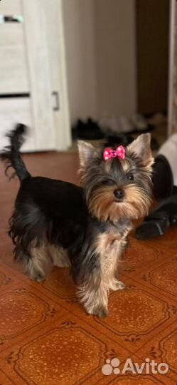 Йоркширский терьер щенки