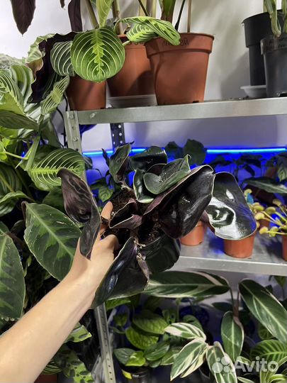 Геогемантус mignight pearl