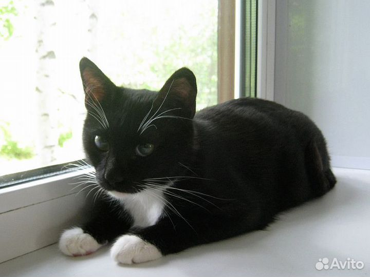 Котик Феликс ищет надежного хозяина