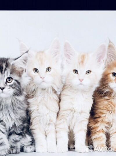 Котята мейн-кун полидакты вязка