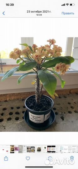 Комнатные растения