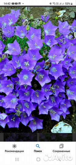 Кампанула жених и невеста