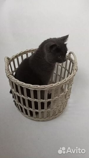 Корзина плетеная из эколозы