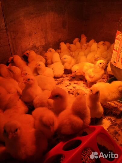 Цыпленок кобб 500