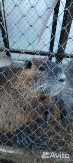 Нутрии самцы