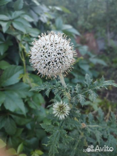 Мордовник шароголовый саженцы