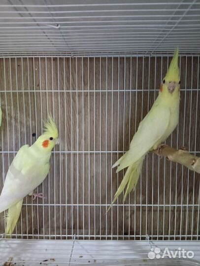 Попугай корелла