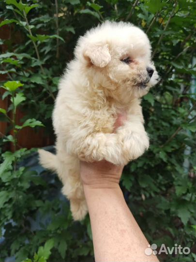 Мальтипу детки f2