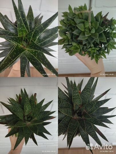 Кактус, хавортиии, гастерии,алоэ