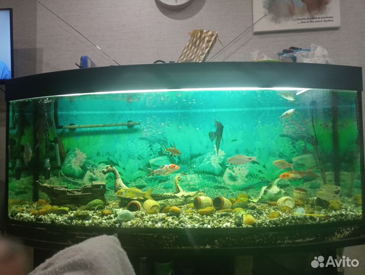 Аквариум