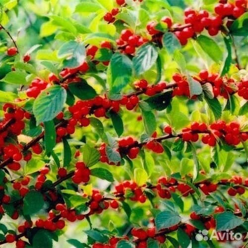 Войлочная вишня