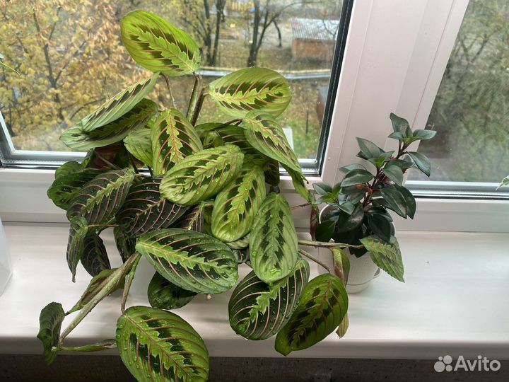 Маранта триколор