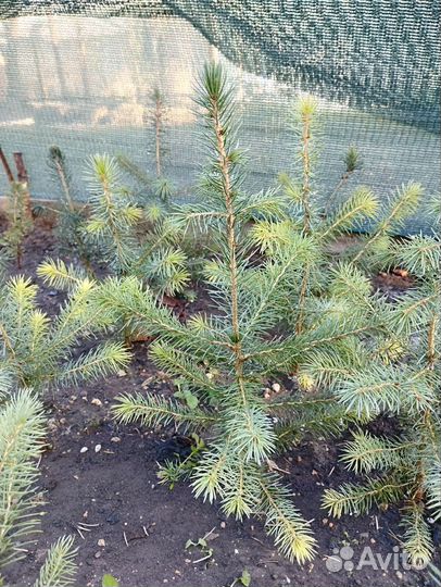 Ель сербская, саженцы