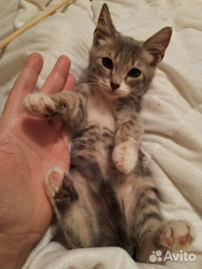 Котенок мальчик в добрые руки