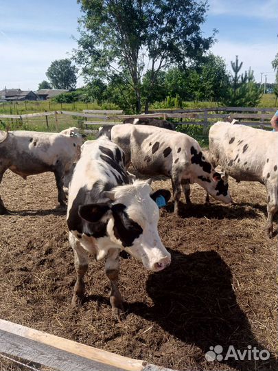 Бычки и быки