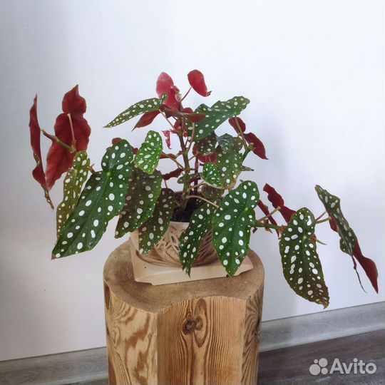 Бегония Макулата