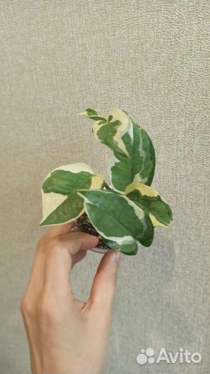 Сциндапсусы, (эпипремнумы)