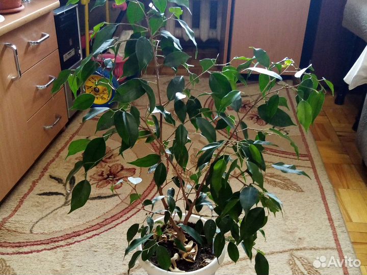 Фикус Бенджамина