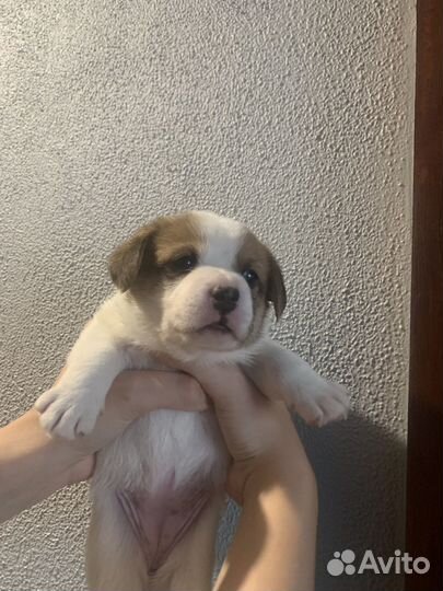 Щенки бесплатно