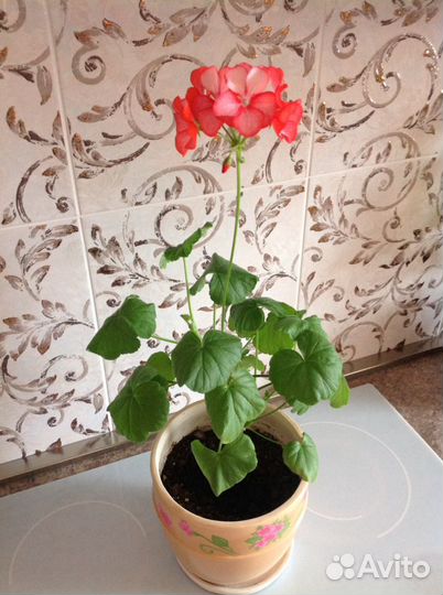 Герань коралловая