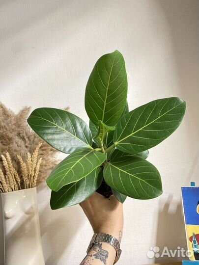 Фикус бенгальский одри