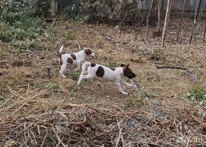 Фокстерьер