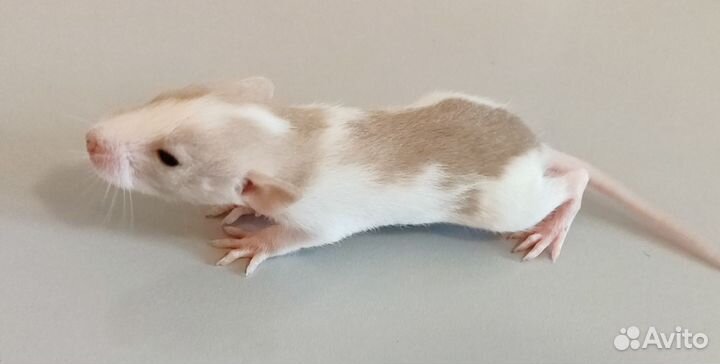 Крысята декоративные редких окрасов