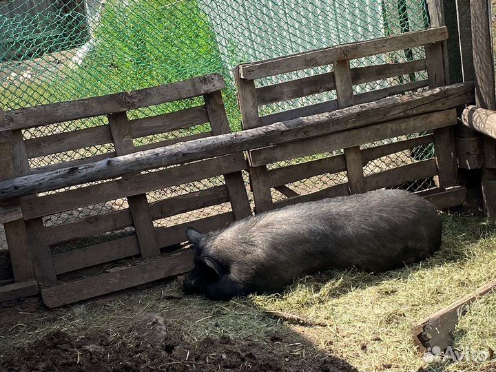 Вьетнамская вислобрюхая