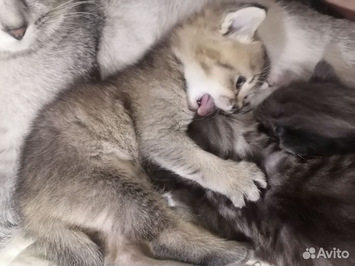 Абиссинские котята