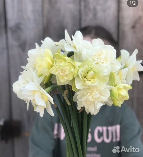 Луковицы нарциссов
