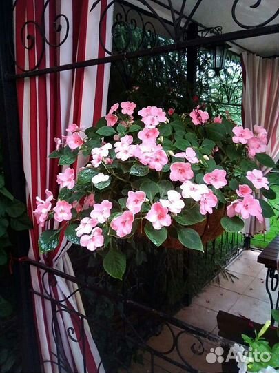 Бальзамин Уоллера