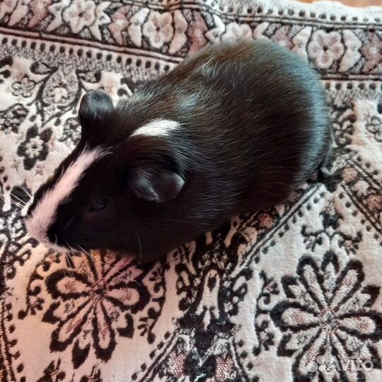 Морская свинка