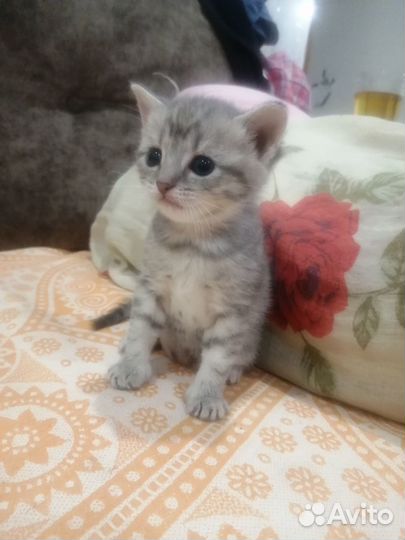 Кошечки в добрые руки