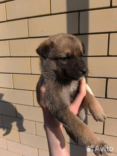 Стафф и немка щенки