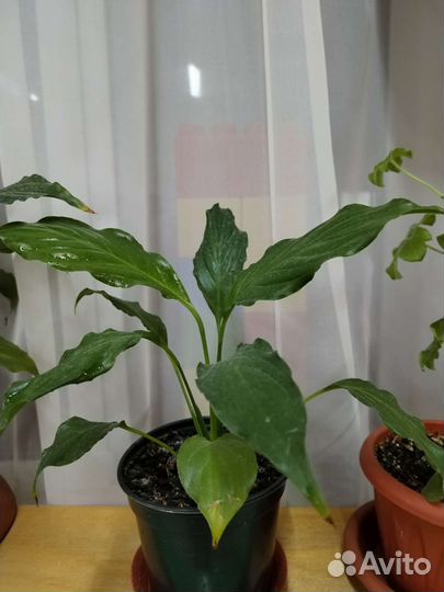 Спатифиллум