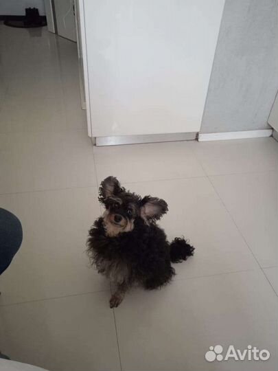 Догситтер,зооняня