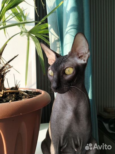 Канадский сфинкс