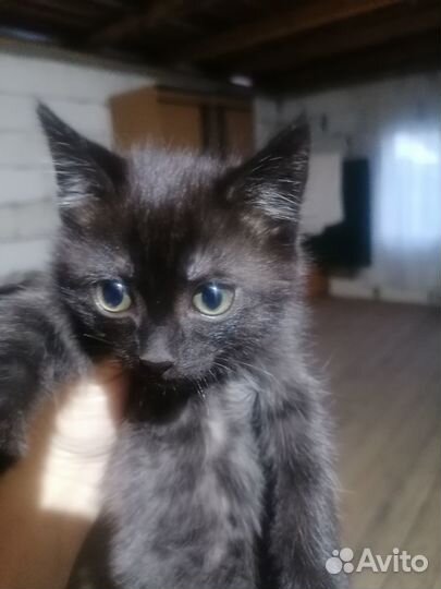 Котик 2 мес. в добрые руки
