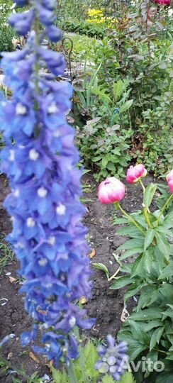 Дельфиниумы разных сортов