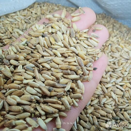 Расторопша семена