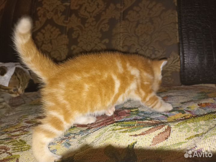 Шотландская