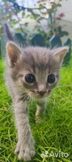 Котята русская голубая (метис)