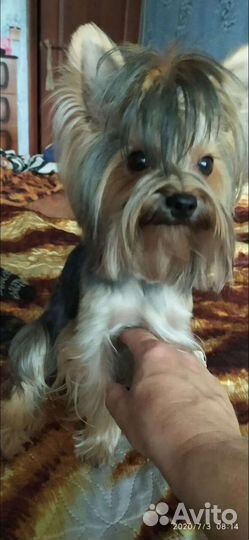 Вязка йорк мини