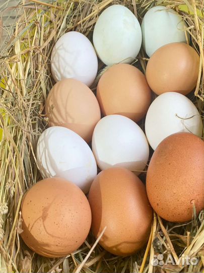 Инкубационное яйцо куриное Легорн и Чёрная Москов