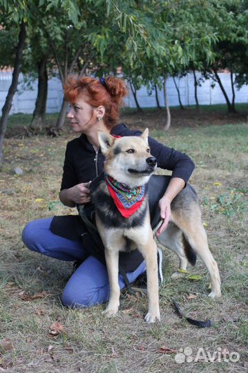 Бывшедомашний пес Феникс в добрый дом