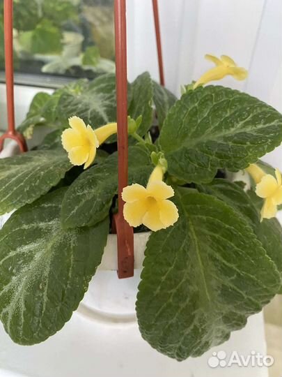 Комнатные цветы эписция