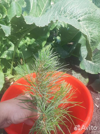 Саженцы сибирского кедра