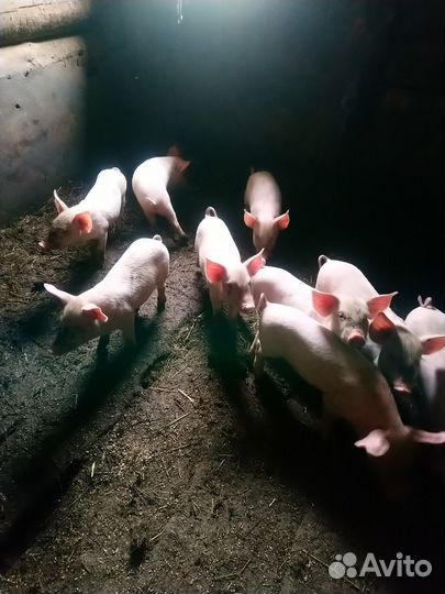 Продам месячных поросят 3000
